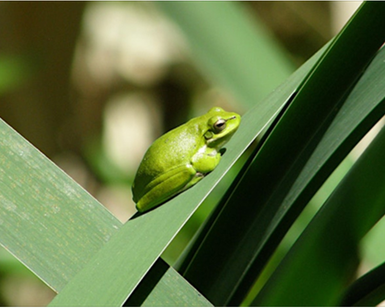 Tree Frog Bushcare