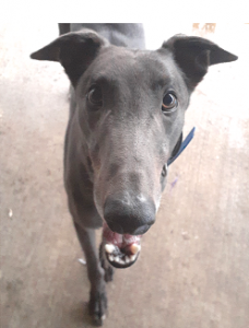 Adoption Day