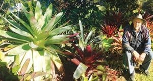 Bromeliad Society of Australia Bromeliad, Bromeliad Autumn Show, Allan Beard