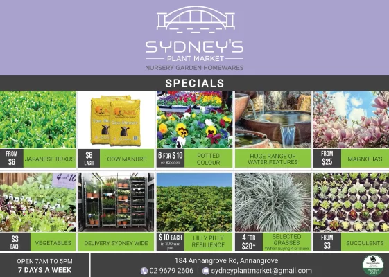 Sydney Plant