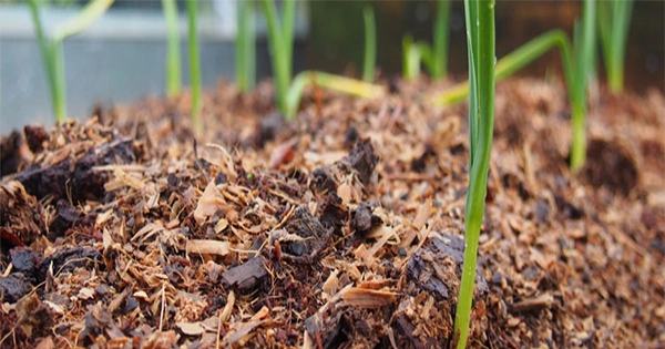 Mulching