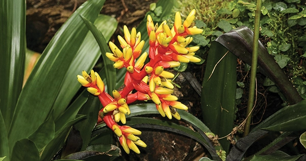 bromeliads