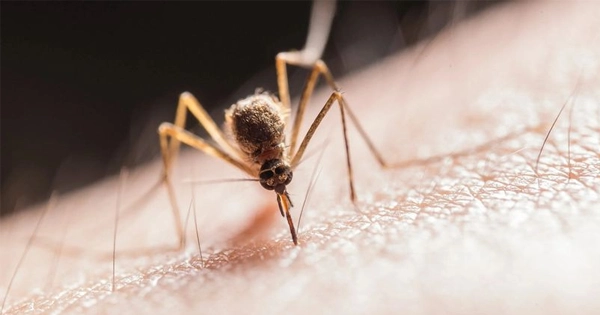 Ross River Virus