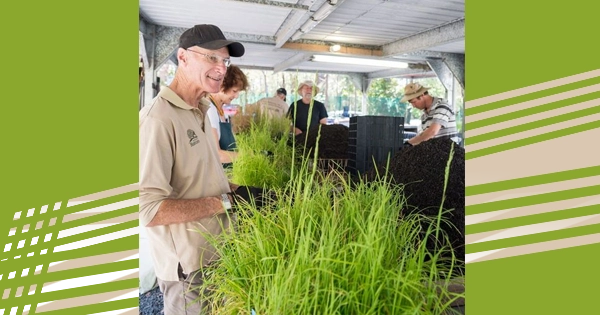 Nursery plants