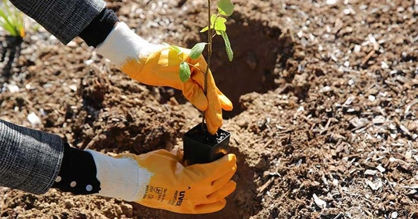 Trees Bushcare Group