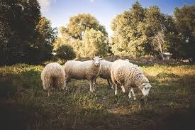 Small farm owners