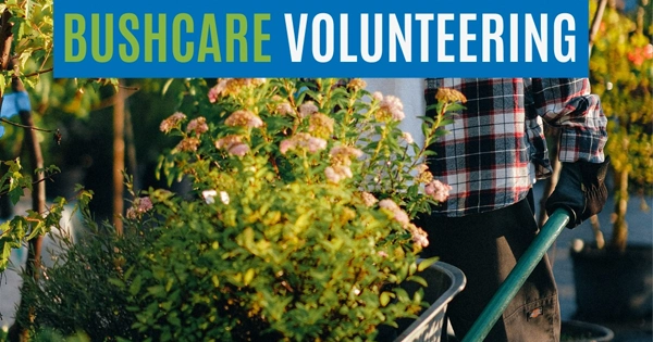 Bushcare volunteering