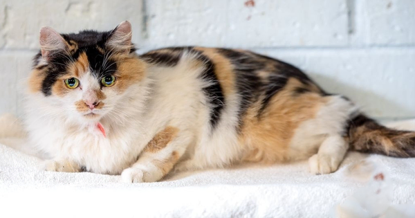 Cat adoption