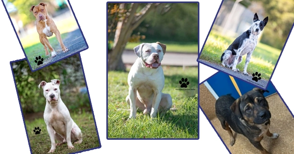 Animal Shelter