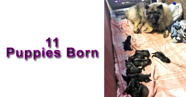 11 Adorable Puppies