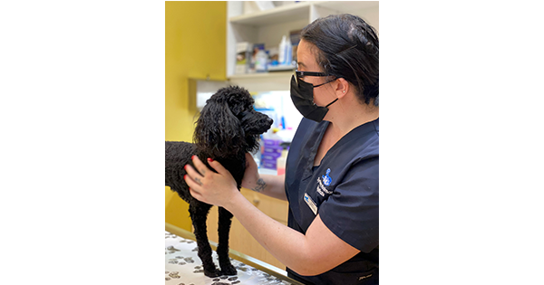 Sydney Animal Hospital - Dog Dental Care -80% Develop Dental Sydney Animal Hospital - Dog Dental Care -80% Develop Dental