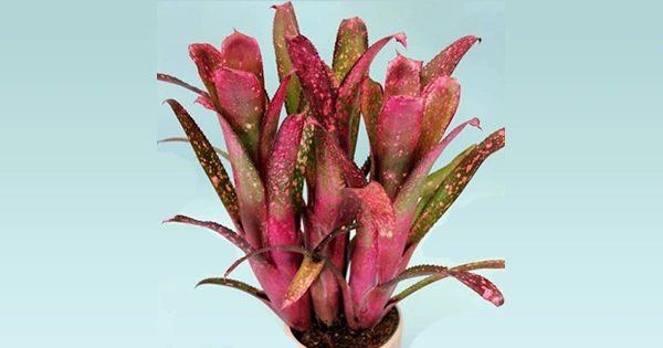 Bromeliad Society of Australia