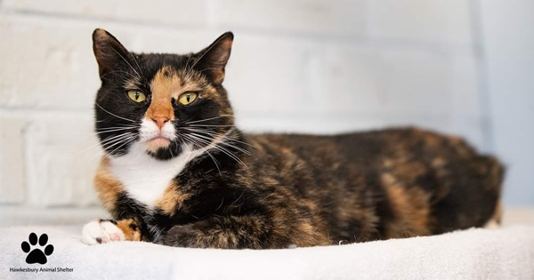 Torti Bella
