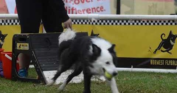  Hills Flyball
