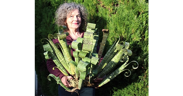 bromeliads