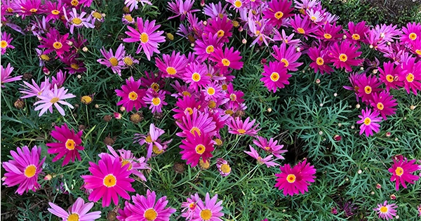 Garden Club