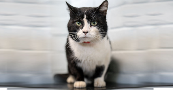Cat Adoption