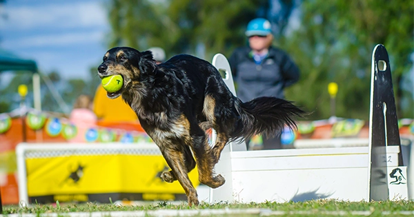 dog Flyball