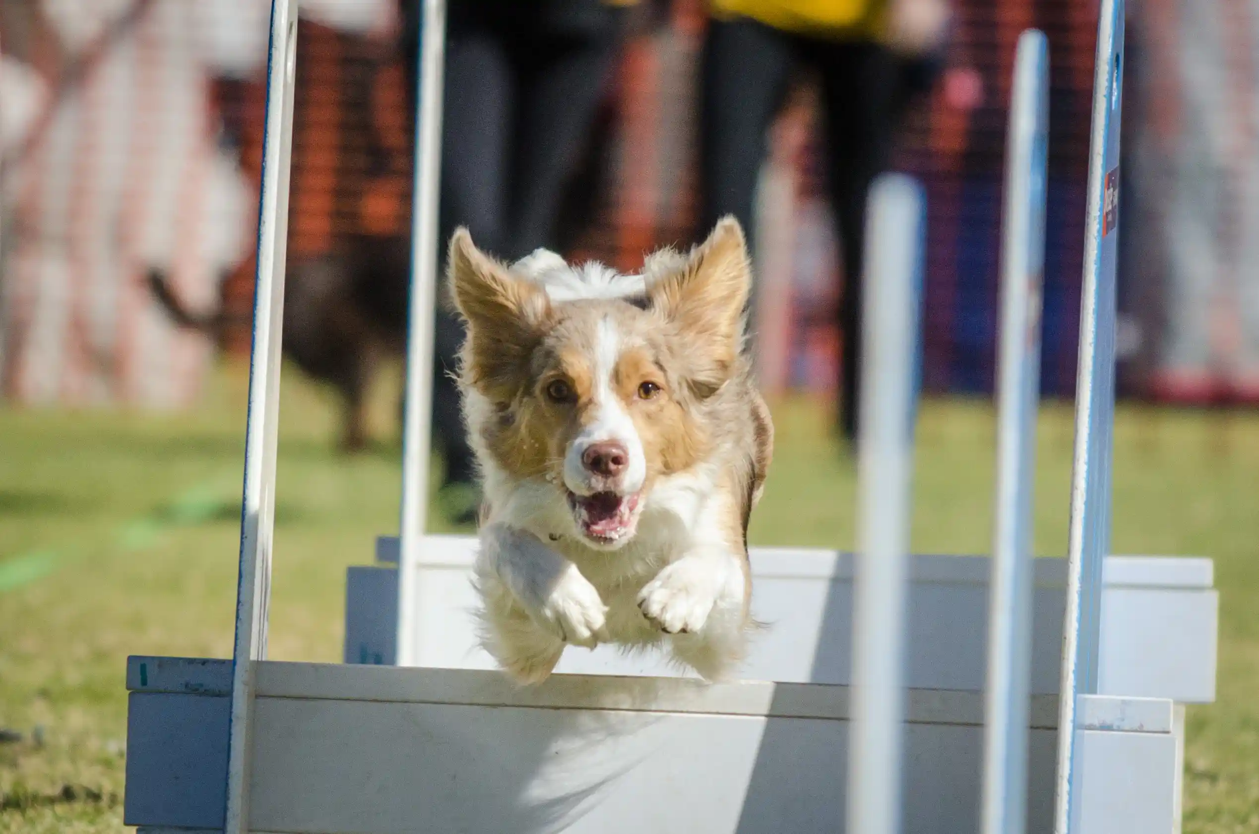 Australian shepherd store flyball