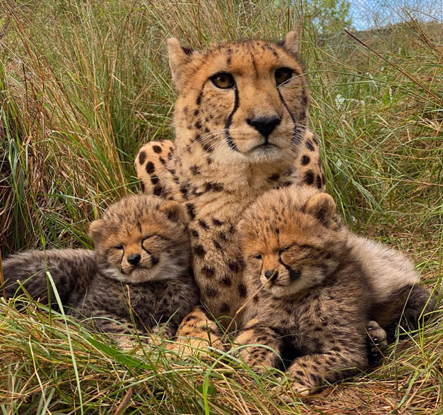 Cat Conservation Centre