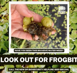 Frogbit