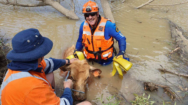 Calf stuck in creek