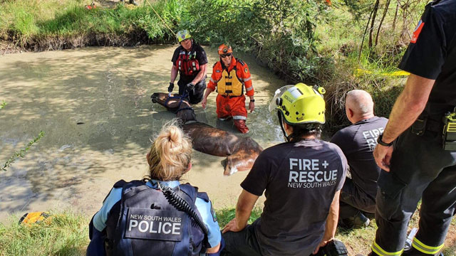 Dam in Castlereagh Horse Rescue