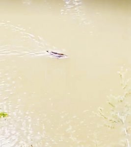 platypus at cattai creek