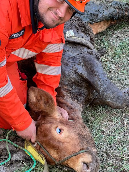 Calf Stuck In Mud In Richaby Creek Calf Stuck In Mud In Richaby Creek - Calf Stuck In Mud In Richaby Creek 318105318 513249417512839 8211029304434959267 N Calf Stuck In Mud In Richaby Creek