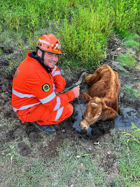 Calf Stuck In Mud In Richaby Creek Calf Stuck In Mud In Richaby Creek - Calf Stuck In Mud In Richaby Creek 318315907 513249374179510 6214836615356900635 N Calf Stuck In Mud In Richaby Creek