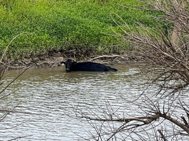 Cow Stuck In South Creek At Mulgrave Cow Stuck In South Creek At Mulgrave - Cow Stuck In South Creek At Mulgrave Cow Stuck In South Creek At Mulgrave Cow Stuck In South Creek At Mulgrave