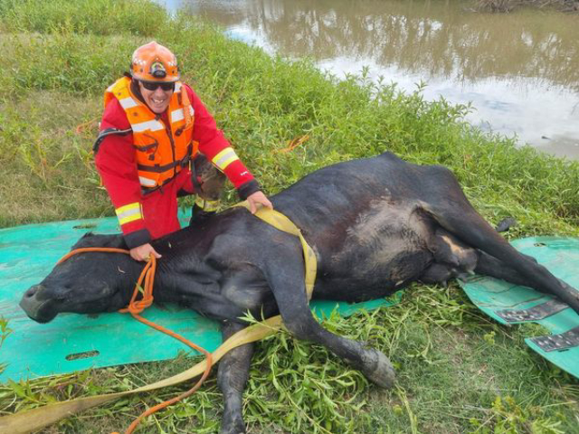 Cow Stuck In South Creek At Mulgrave Cow Stuck In South Creek At Mulgrave - Cow Stuck In South Creek At Mulgrave Cow Stuck In South Creek At Mulgrave1 Cow Stuck In South Creek At Mulgrave