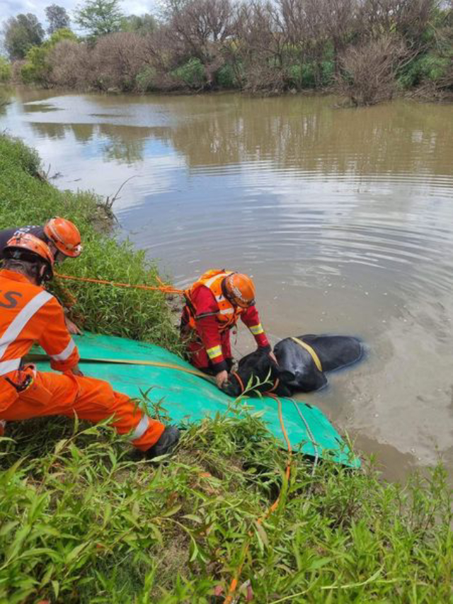 Cow Stuck In South Creek At Mulgrave Cow Stuck In South Creek At Mulgrave - Cow Stuck In South Creek At Mulgrave Cow Stuck In South Creek At Mulgrave3 Cow Stuck In South Creek At Mulgrave