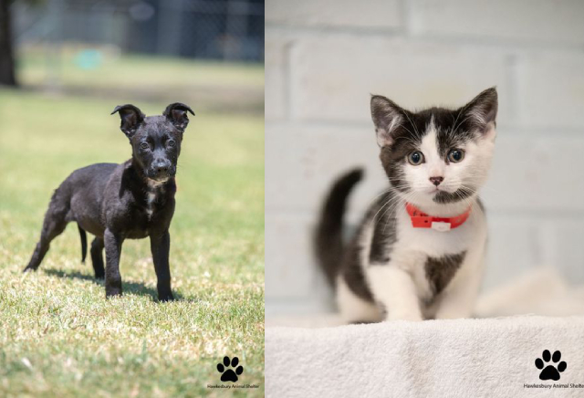 Pets Available For Adoption -take 1 new best friend Pets Available For Adoption -take 1 new best friend - Pets Available For Adoption -take 1 new best friend Pets Available For Adoption Pets Available For Adoption -Take 1 New Best Friend