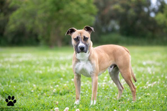 Pets Available For Adoption -take 1 new best friend Pets Available For Adoption -take 1 new best friend - Pets Available For Adoption -take 1 new best friend Pets Available For Adoption3 Pets Available For Adoption -Take 1 New Best Friend