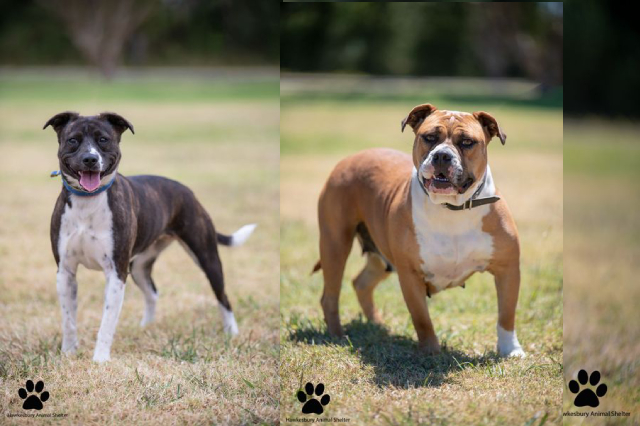 Lost Pets In Hawkesbury City Council Areas- 18 Funny Dogs Lost Pets In Hawkesbury City Council Areas- 18 Funny Dogs