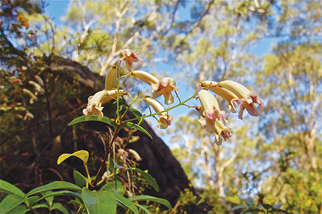 Wonga Wonga Vine