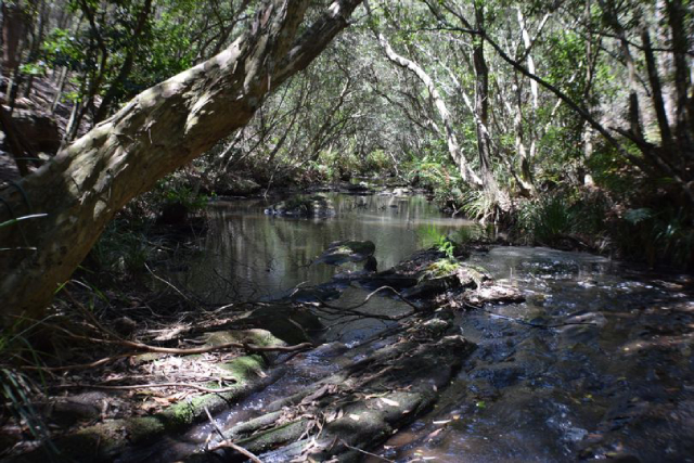 Hawkesbury Bushcare - Get Involved Hawkesbury Bushcare - Get Involved - Hawkesbury Bushcare - Get Involved Hawkesbury Bushcare Hawkesbury Bushcare - Get Involved