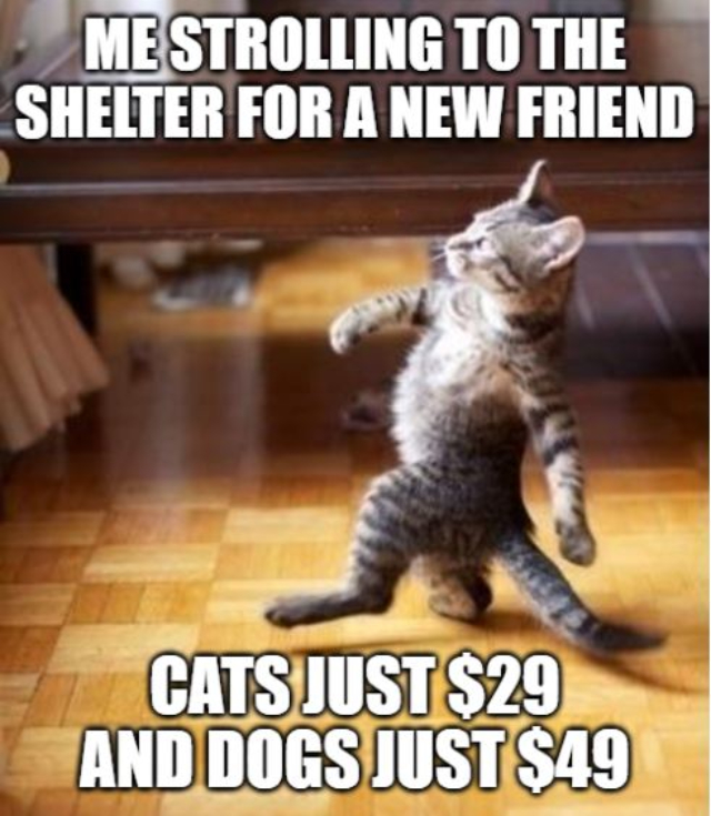Hawkesbury Companion Animal Shelter