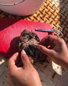 Cane Toad at Derriwong Road