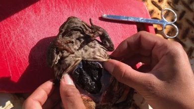 Cane Toad at Derriwong Road