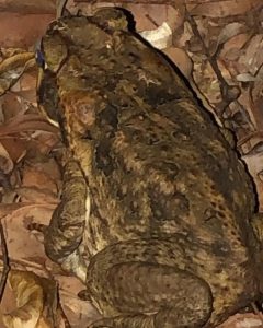 Cane Toad found at Derriwong Road