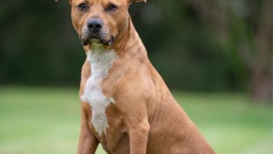 Hawkesbury Animal Shelter