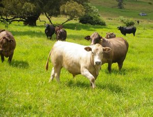 Grazing Management Group Workshop cows
