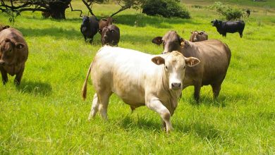 Grazing Management Group Workshop cows