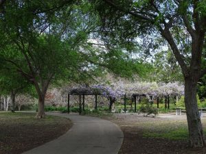 Hanna Park Trees