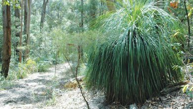 Hidden in the Hills Forest Grass Tree