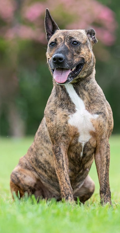 Pet of the Week Pet of the Week - Pet of the Week Dog Pet Of The Week