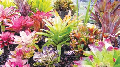 Bromeliad Autumn Show