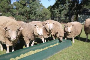 Bella Vista Farm sheeps